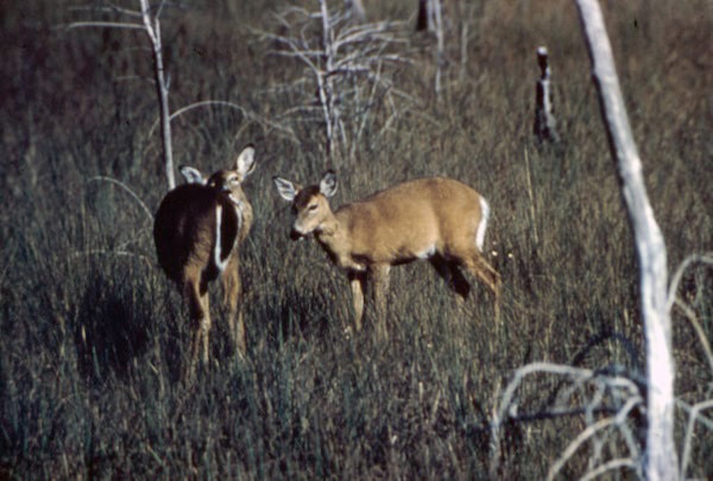 Florida deer, one of many native Florida animals, in a county park in Florida